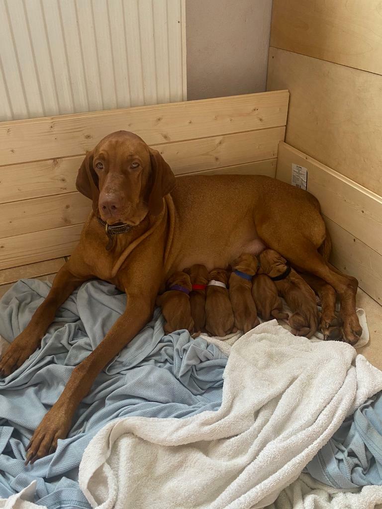 gumtree vizsla